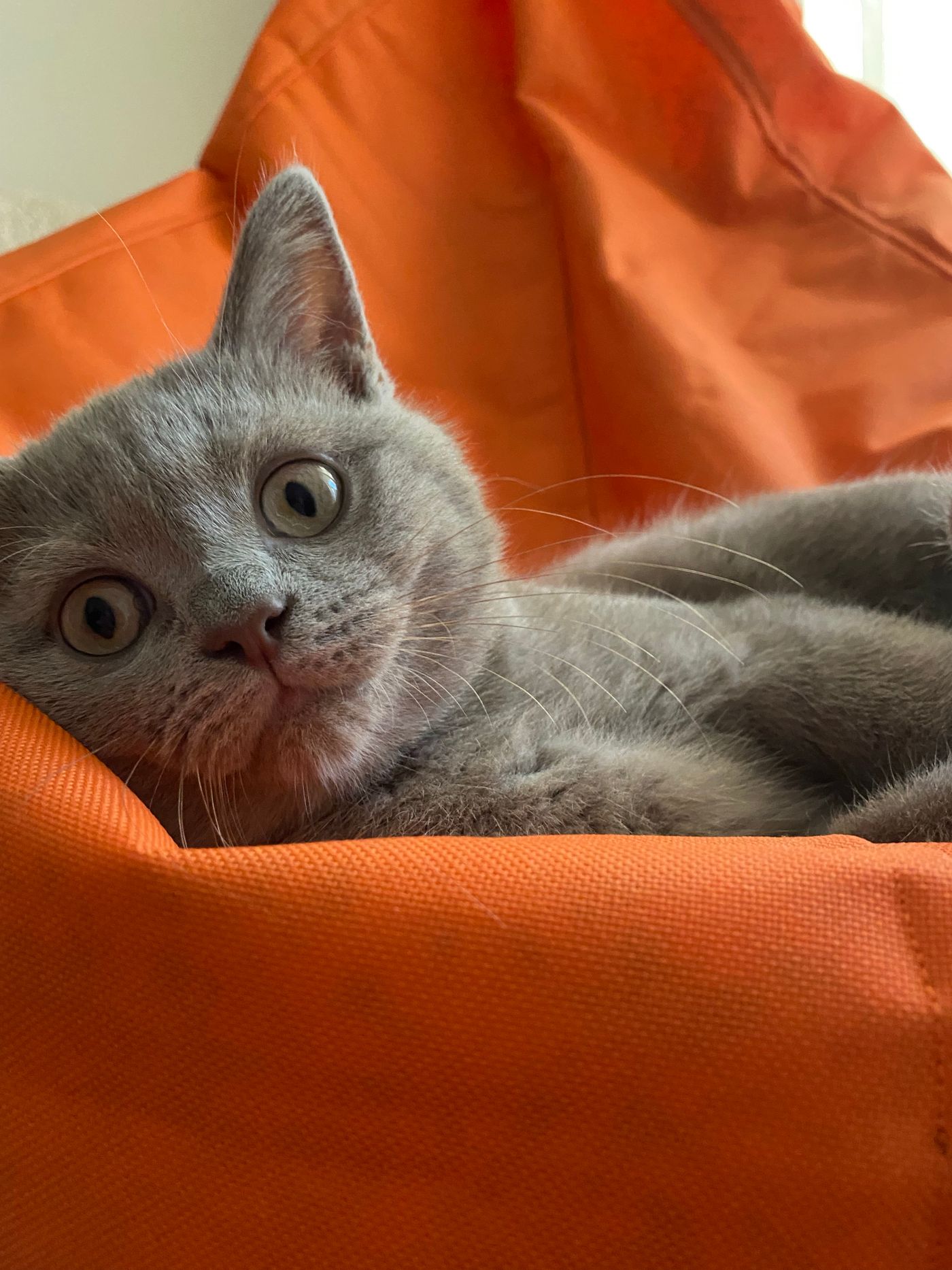 Vera, a Russian Blue kitten with a plush grey coat and bright eyes